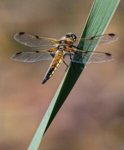 Basking 4-spotted chaser