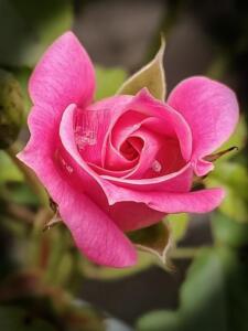 Pink rose