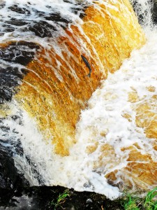 Salmon Leap