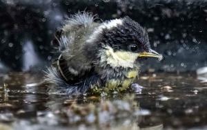 Coal-tit-bathing