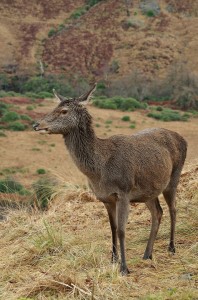 Another reindeer in the Cairngorms