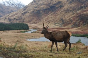 Reindeer in the Cairngorms
