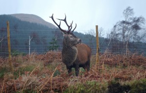 Monarch of the Glen