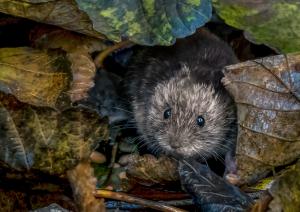 Bank vole scavenging in autumn leaves