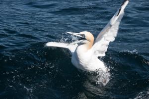 Gannet