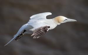 Gliding gannet